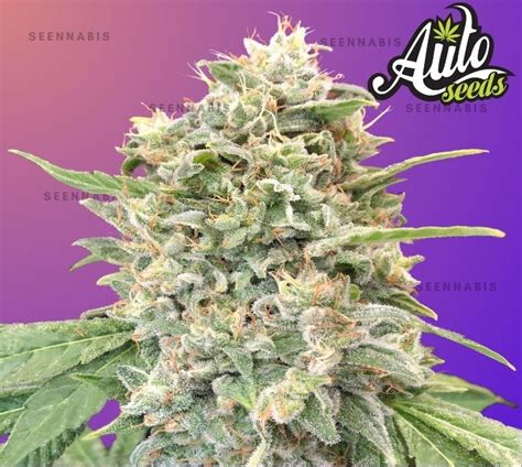 Strawberry Banana Autoflowering Cannabis Seeds Seennabis