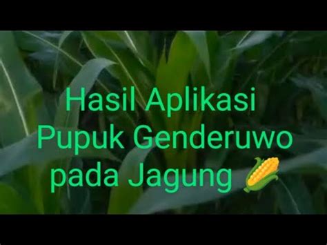 Sudah Terbukti Di Aplikasi Tanaman Jagung Hasilnya Memang Top