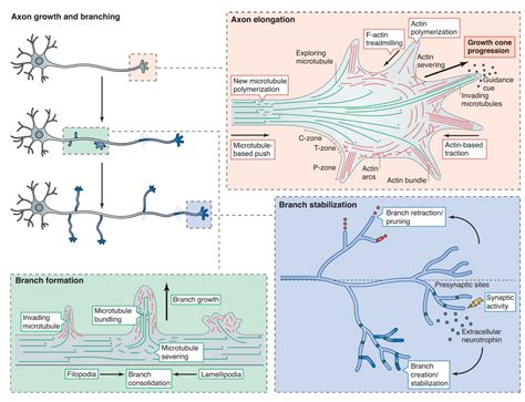 Cellular And Molecular Mechanisms Underlying Axon Formation Growth