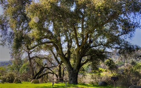 Beautiful Big Tree Free Stock Photo Public Domain Pictures