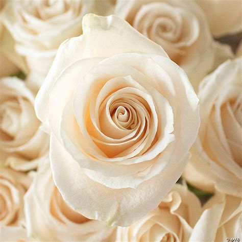 Bulk Flowers Fresh Cream Roses | Oriental Trading