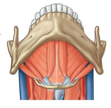 FOBD-pterygopalatine fossa part 5 (submandibular muscles) Diagram | Quizlet