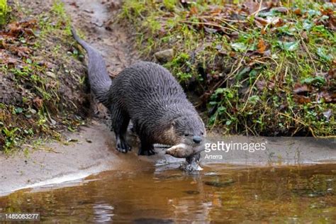 153 Freshwater Otters Stock Photos, High-Res Pictures, and Images ...