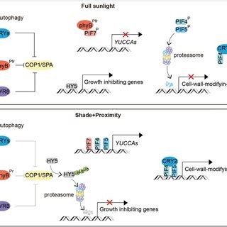 Models for hypocotyl elongation under sunlight and shade conditions... | Download Scientific Diagram