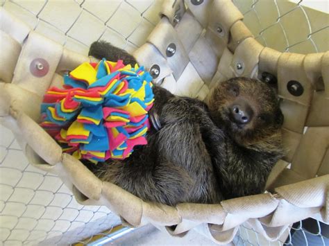 Sloth Hammock Woven From Firehose Enrichment Projects Enrichment