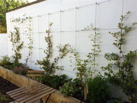 Tensioned Wire Trellis Asiatisch Garten Dublin Von Maximize