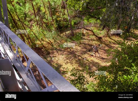 Prospector Man Uses A Metal Detector And Shovel To Look For Lost Gold