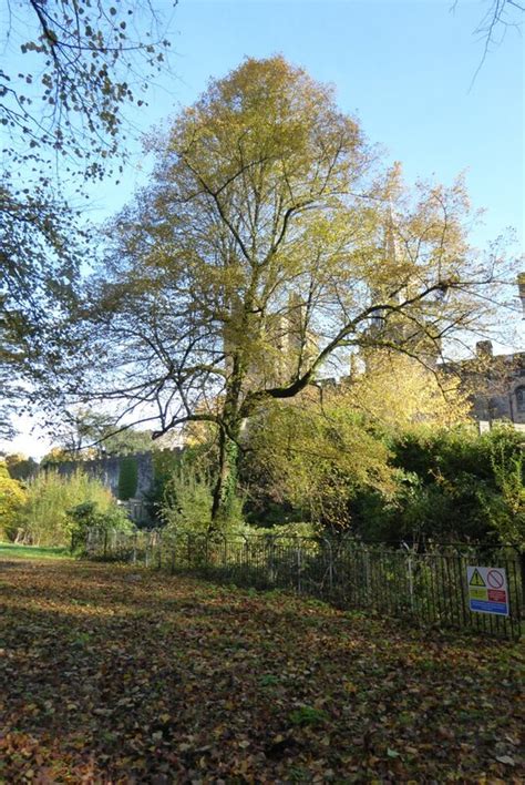 Cut Leaf Line Bute Park Philip Halling Cc By Sa Geograph