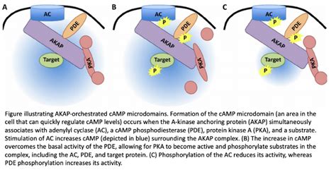 Solved Question 10 Phosphorylation Of AC And PDE By PKA In Chegg