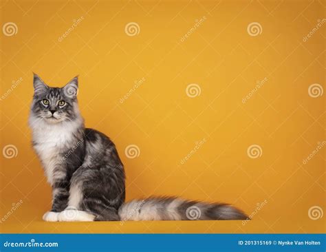 Gato Do Mato Amarelo Imagem De Stock Imagem De Tiro 201315169