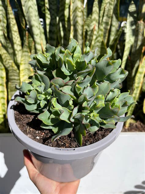 Crassula ‘max Cook’ Blue Wave Jade Plant Culture