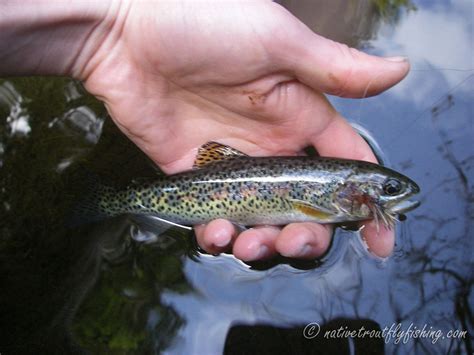 Native Trout Fly Fishing Coastal Cutthroat Trout