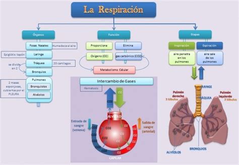 Cuadros Sinópticos Sobre El Aparato Respiratorio Humano Intercambio De