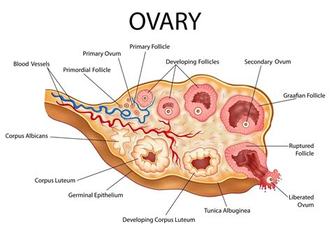 ilustração de gráfico de desenho de educação médica e saúde do ovário