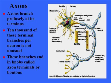 Axons Definition