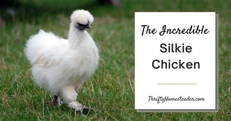The Incredible Silkie Chicken Ultimate Care Guide And More