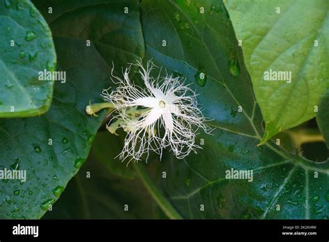 Snake Gourd Hi Res Stock Photography And Images Alamy