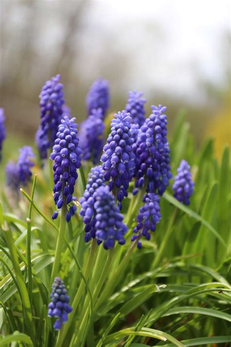 Growing Muscari In Containers Longfield Gardens