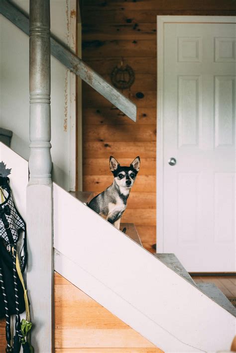 How to Incorporate Pet-Safe Design into Your Home Stairs | New York Dog