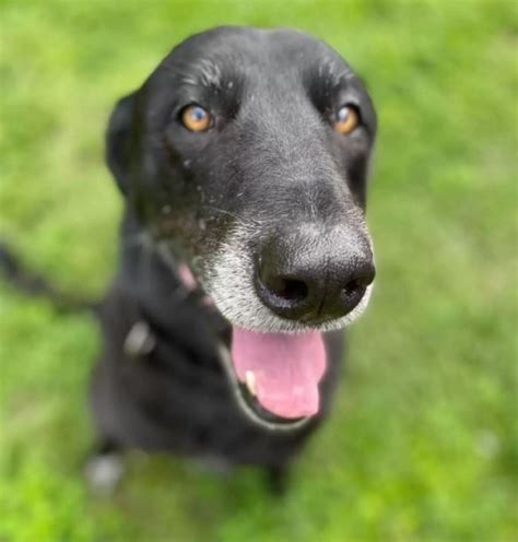 Bean L Anziano Cane Timido Che Ha Sempre Vissuto In Rifugio Trova Casa