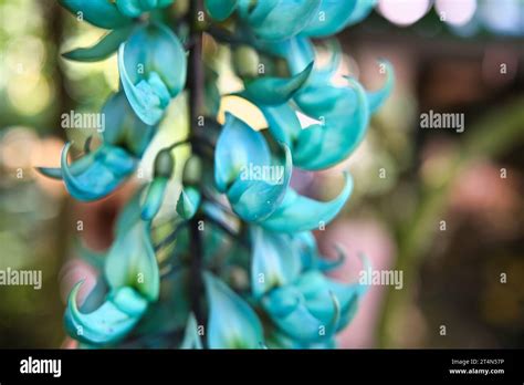 Strongylodon Macrobotrys Commonly Known As Jade Vine Emerald Vine Or