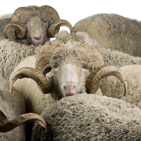 Herd Of Arles Merino Sheep Rams Stock Image Image Of Front Farm 13665927