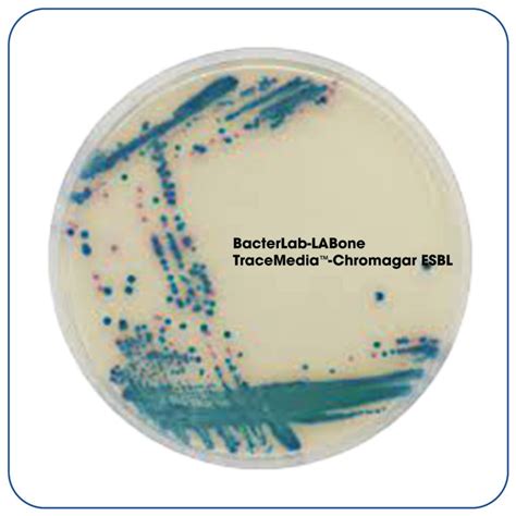 Tracemedia Chromogenic Bacillus Cereus Agar Labone Scientific Co Ltd