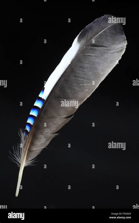 Feather Of Eurasian Jay Garrulus Glandarius Stock Photo Alamy