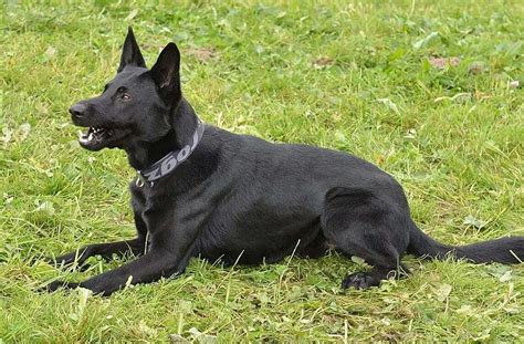 Polizeihund Erwischt Mutmassliche Restaurant Einbrecher In Flagranti