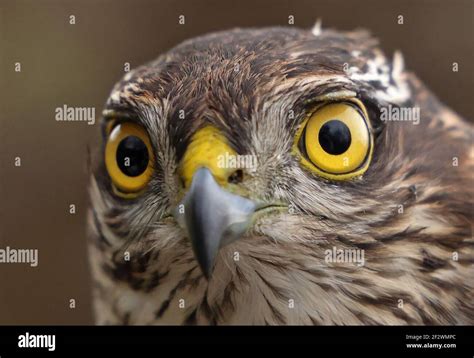 Eurasian Sparrowhawk Fotograf As E Im Genes De Alta Resoluci N Alamy