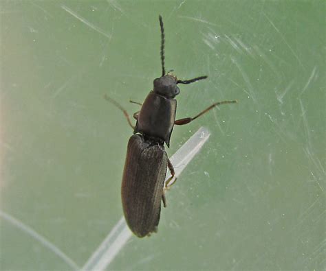 Click Beetle Gedling Conservation Trust Nottingham