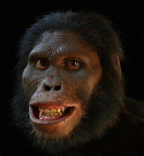 A Closer Look At Evolutionary Faces Human Evolution Prehistoric Man