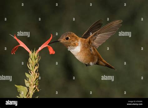 Rufous Hummingbird Male Selasphorus Rufus Feeding At Justicia