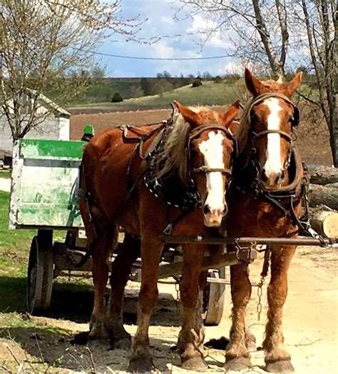 Amish horses | Horses, Amish, Minnesota