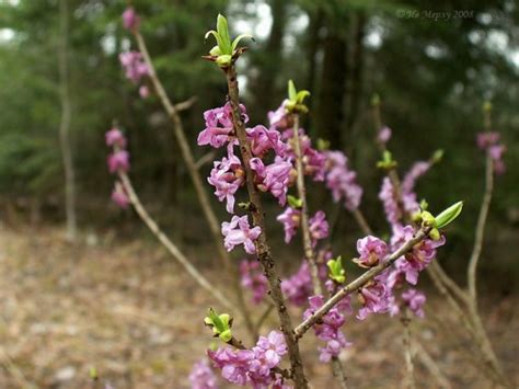 Волчье лыко - Огородные хитрости
