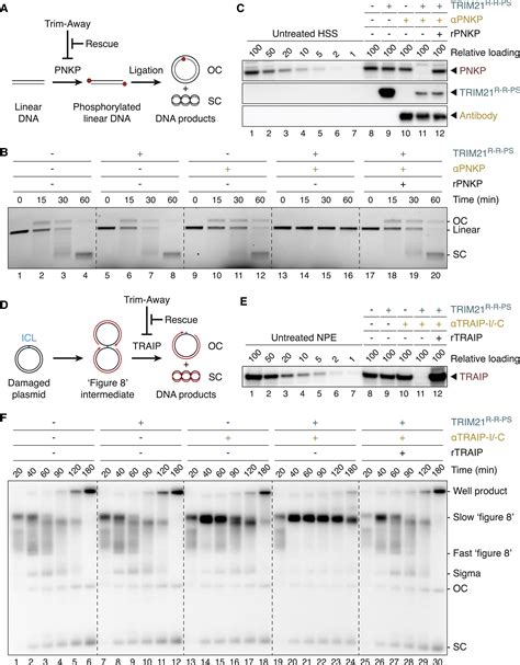 Trim21 Dependent Target Protein Ubiquitination Mediates Cell Free Trim Away Cell Reports