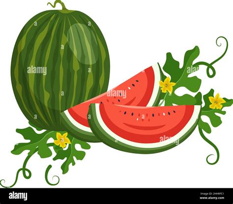 Set Of Delicious Juicy Red Green Striped Watermelon Whole Fruit And Pieces With Seeds Leaves