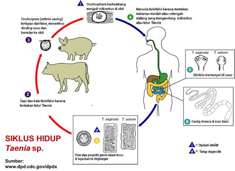 Gambar Daur Hidup Taenia Saginata Riset