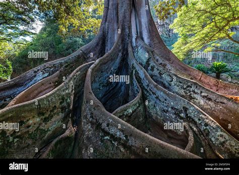 Morton Bay Fig Allerton And Mcbryde Gardens National Tropical Botanical