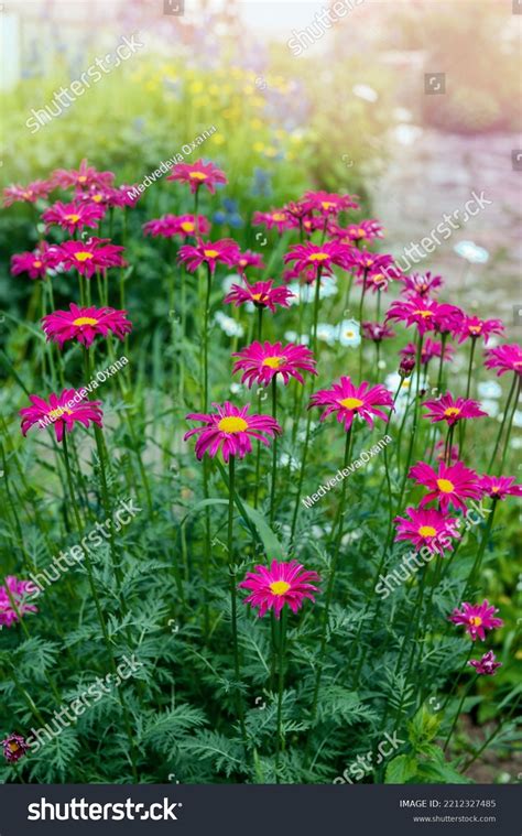 Pink Pyrethrum Persian Daisy Lat Pyrethrum Stock Photo 2212327485 | Shutterstock