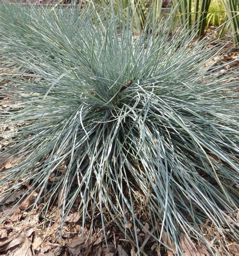 Festuca Glauca Elijah Blue Grass Ornamental Scotts Garden Centre