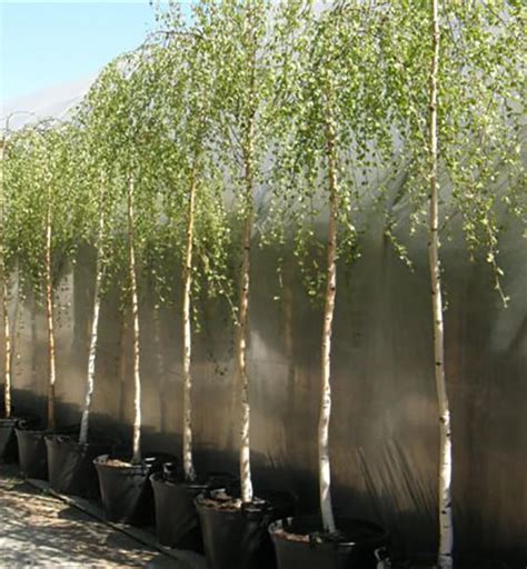 Береза низкая по выгодной цене в Москве - купить саженцы березы Betula ...