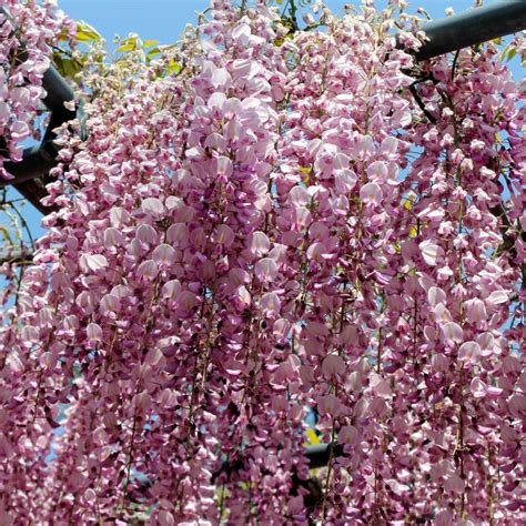 Wisteria różowa glicynia kwiecista japońska HONBENI PINK ICE