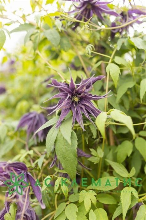Купить Клематис Виолет Сюрпрайз (Violet Surprise) — АС-Клематис