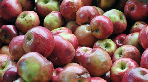 Bushel Of Apples Free Stock Photo - Public Domain Pictures