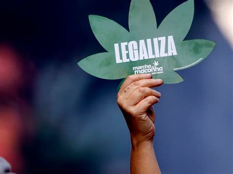 Maioria Da Popula O Defende A Descriminaliza O Da Maconha No Brasil