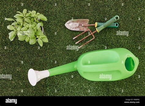A Studio Photo Of Potted Basil Stock Photo Alamy