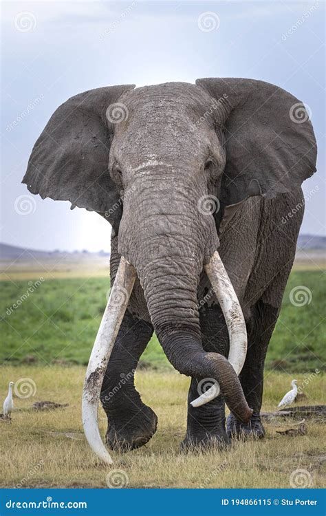 Vertical Portrait Of The Bull Elephant Called Tim Famous For His Enormous Tusks Walking In