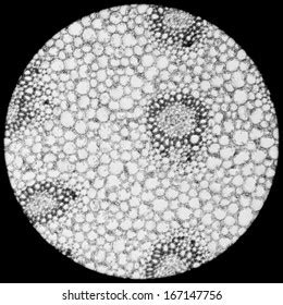 Science Plant Cells Microscope Stock Photo 167147756 | Shutterstock