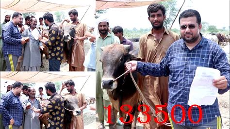 Qurbani Ka Janwar 2022 Main Kitne Ka Liya Giya Bakra Eid 133500 Ka